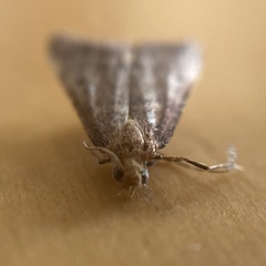Bostra obsoletalis