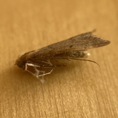 Bostra obsoletalis