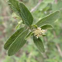 Lippia javanica