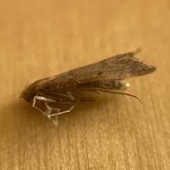 Bostra obsoletalis