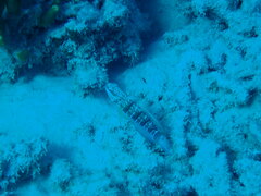 Amblygobius phalaena