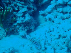 Amblygobius phalaena