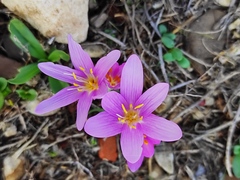 Colchicum stevenii