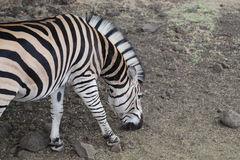 Equus zebra