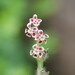 Small-flowered Catchfly - Photo (c) Reiner Richter, some rights reserved (CC BY-NC-SA), uploaded by Reiner Richter