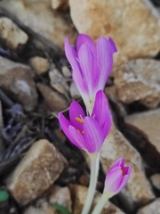Colchicum stevenii