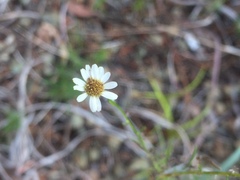 Erigeron serpentinus