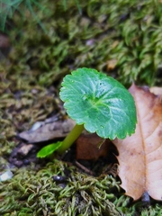 Umbilicus intermedius