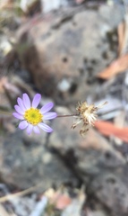 Erigeron serpentinus