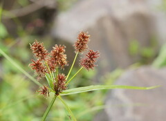 Cyperus lucidus