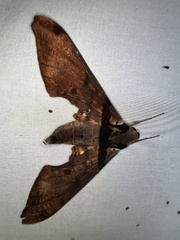 Adhemarius gannascus