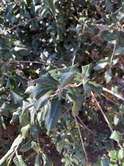 Quercus ilex