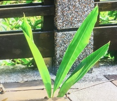 Atractomorpha sinensis