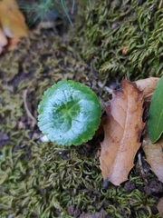 Umbilicus intermedius