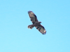 Buteo trizonatus