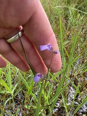 Utricularia dichotoma