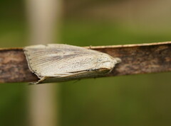 Lophocalama neuritis