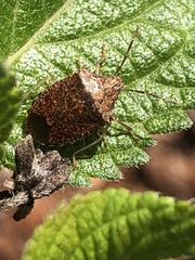 Dryadocoris apicalis