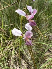 Diuris punctata