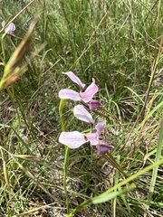 Diuris punctata