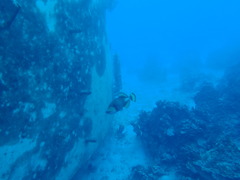 Balistoides viridescens