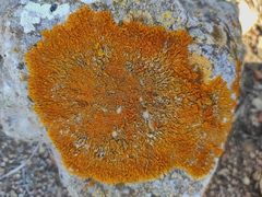 Xanthoria calcicola