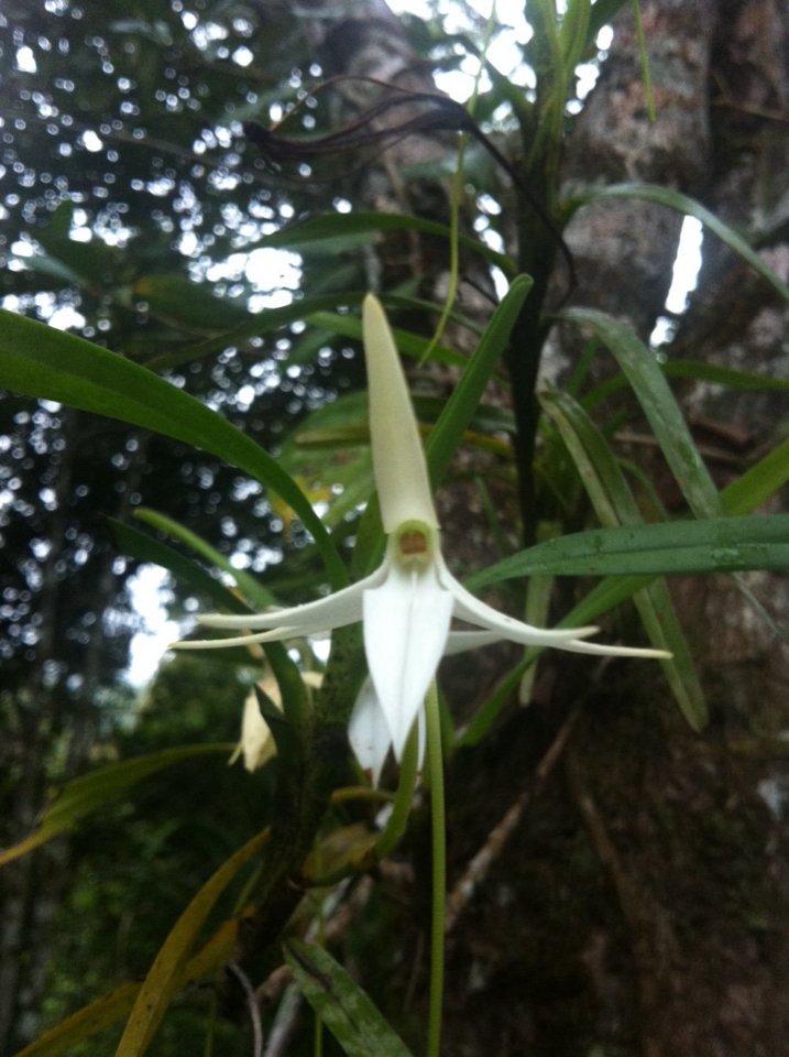 Jumellea punctata