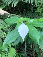 Mussaenda pubescens