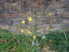 Mycelis muralis