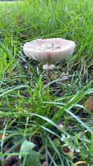 Macrolepiota