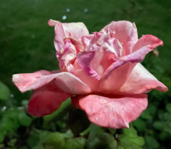 Rosa