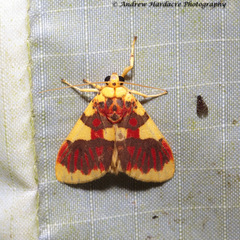 Barsine rubricostata