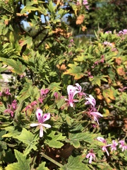Pelargonium citronellum