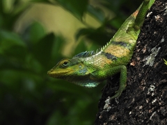 Calotes grandisquamis