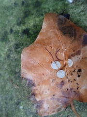 Marasmius epiphylloides