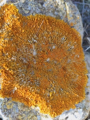 Xanthoria calcicola