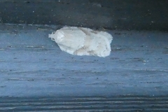 Acleris logiana