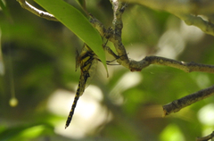 Hydrobasileus brevistylus