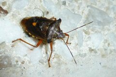 Pentatoma rufipes