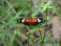 Heliconius burneyi