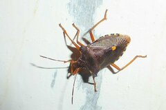 Pentatoma rufipes