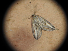 Chesias legatella