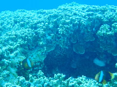 Amphiprion melanopus