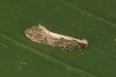 Tineidae