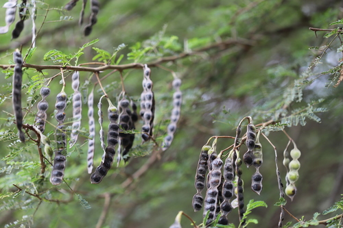black wattle