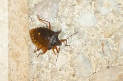 Pentatoma rufipes