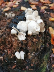 Fungi