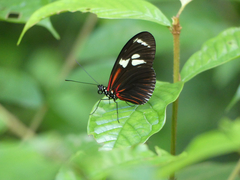 Heliconius burneyi