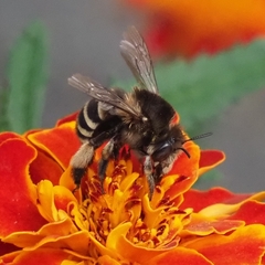 Amegilla quadrifasciata maderae