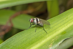 Anthomyia medialis